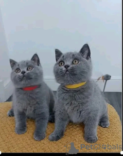 Photo №1. british shorthair - à vendre en ville de Афины | négocié | Annonce № 109866