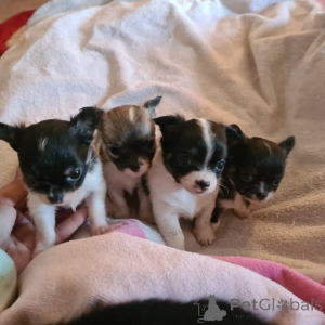 Photo №1. chien bâtard - à vendre en ville de Ansubrg | négocié | Annonce №146087