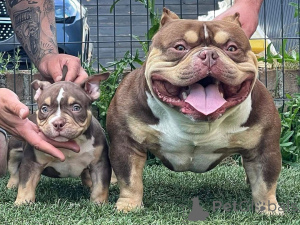 Photo №1. american bully - à vendre en ville de Ansonia | négocié | Annonce №170481