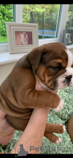 Photos supplémentaires: Bulldog anglais vacciné disponible dès maintenant pour les maisons de retraite