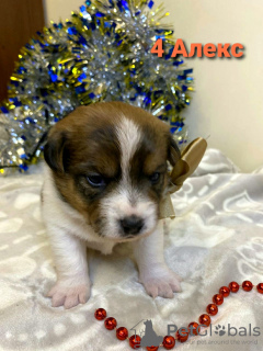 Photo №3. Chiots Jack Russell Terrier. Fédération de Russie