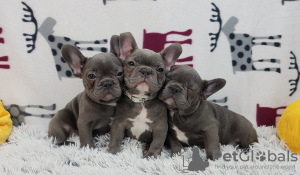 Photo №1. bouledogue - à vendre en ville de Berlin | Gratuit | Annonce №125085