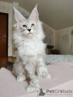 Photo №1. maine coon - à vendre en ville de Londres | négocié | Annonce № 125062