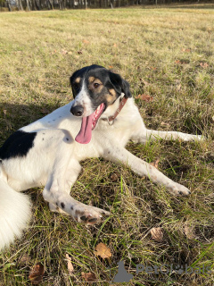 Photos supplémentaires: Le chien méga-positif Vasily est entre de bonnes mains