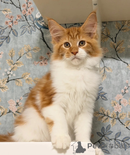 Photo №3. *TICA REG* CHATONS MAINE COON AU GINGEMBRE. USA