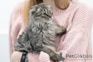 Photos supplémentaires: Chaton Manul entre de bonnes mains