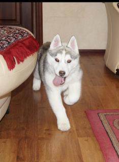 Photos supplémentaires: Vendre de beaux chiots Husky sibérien