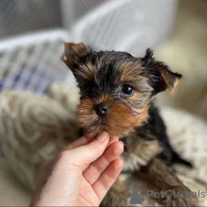 Photo №3. D'adorables chiots Yorkshire Terrier disponibles dès maintenant pour des foyers. USA