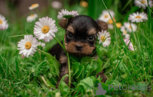 Photo №1. yorkshire terrier - à vendre en ville de Berlin | Gratuit | Annonce №79811