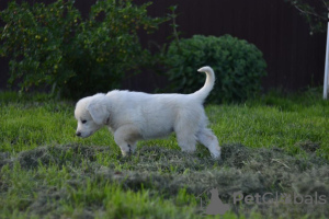 Photos supplémentaires: Chiots de race Chuvach slovaque