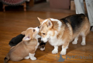 Photo №1. welsh corgi - à vendre en ville de Бохум | 150€ | Annonce №129406