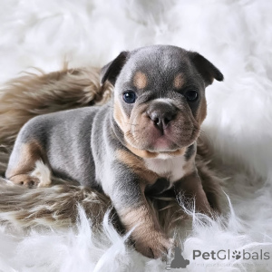 Photo №4. Je vais vendre bouledogue en ville de Paris. annonce privée, de l'abri - prix - 2500€