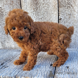 Photo №1. caniche (jouet) - à vendre en ville de Glasgow | 400€ | Annonce №163914