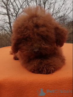 Photo №3. FCI Toy Poodle caniche femelle caniche miniature jouet. Ukraine