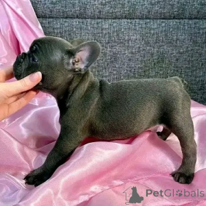 Photo №2 de l'annonce № 161795 de la vente  - acheter à Australie 