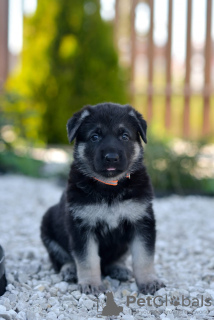 Photo №4. Je vais vendre berger de l'est de l'europe en ville de Tolyatti. éleveur - prix - 554€