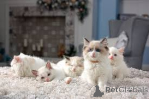 Photo №1. ragdoll - à vendre en ville de Amsterdam | 500€ | Annonce № 162720