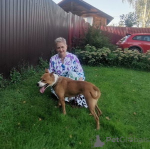 Photo №4. Je vais vendre chien bâtard en ville de Rivière moscou. annonce privée - prix - Gratuit