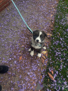 Photo №2 de l'annonce № 178146 de la vente border collie - acheter à République Tchèque éleveur