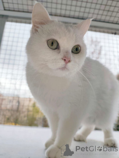 Photo №2 de l'annonce № 163544 de la vente  - acheter à Fédération de Russie annonce privée