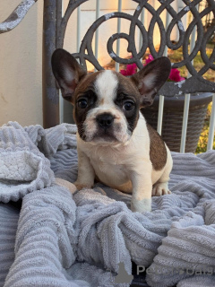 Photo №2 de l'annonce № 174967 de la vente bouledogue - acheter à Allemagne annonce privée