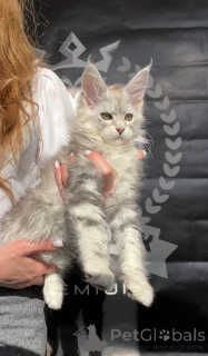 Photo №1. maine coon - à vendre en ville de Москва | 1594€ | Annonce № 140841
