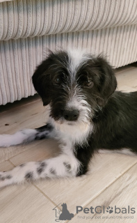 Photo №3. Bébé Maro cherche un foyer ! Je le donnerai gratuitement !. Georgia