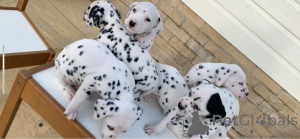 Photo №4. Je vais vendre dalmatien en ville de Lige. annonce privée - prix - 500€