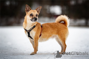 Photos supplémentaires: Le petit chien Suri est entre de bonnes mains.