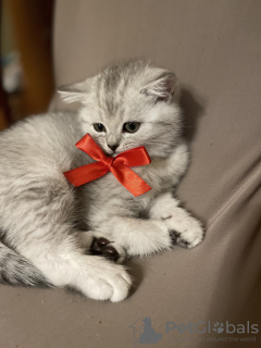 Photo №4. Je vais vendre british shorthair en ville de Berlin. éleveur - prix - 700€
