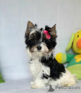 Photo №1.  - à vendre en ville de Tbilissi | Gratuit | Annonce №160376