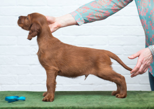 Photos supplémentaires: Chiots Setter Irlandais