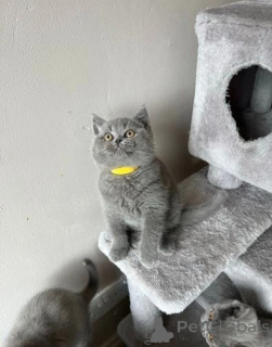 Photo №1. british shorthair - à vendre en ville de Helsinki | négocié | Annonce № 167768