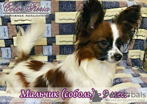 Photo №1. papillon - à vendre en ville de Rostov-sur-le-Don | négocié | Annonce №7303