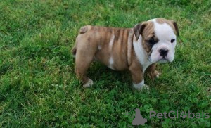 Photo №1. bulldog anglais - à vendre en ville de Freising | 350€ | Annonce №103855