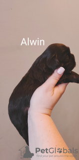 Photo №3. Chienne shih-tzu chocolat SWKiPR PPK WKU. Pologne