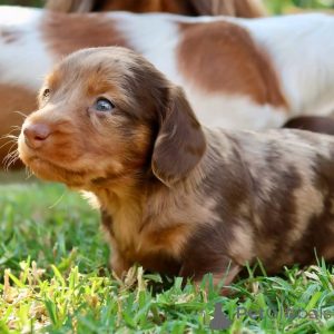 Photo №2 de l'annonce № 150728 de la vente teckel - acheter à Allemagne de l'abri, éleveur