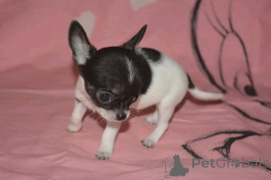 Photo №1. chihuahua - à vendre en ville de Alabama | 775€ | Annonce №167161