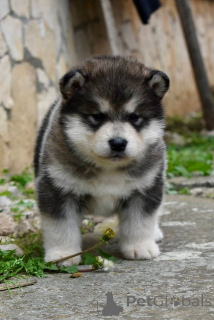 Photo №3. Chiots Malamute d'Alaska. Serbie