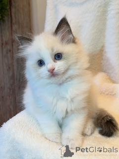 Photo №2 de l'annonce № 169843 de la vente ragdoll - acheter à Allemagne éleveur
