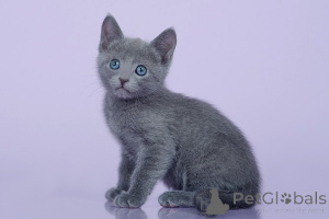 Photo №1. bleu russe - à vendre en ville de Ybbs an der doc | 350€ | Annonce № 178593