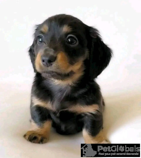 Photo №3. Chiot teckel pour adoption. Allemagne