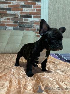 Photo №4. Je vais vendre bouledogue en ville de Bremen. annonce privée - prix - 360€