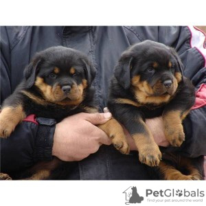 Photo №1. rottweiler - à vendre en ville de Aachen | 350€ | Annonce №103860