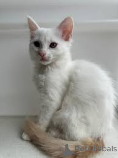 Photo №1. angora turc - à vendre en ville de Helsinki | 500€ | Annonce № 178421