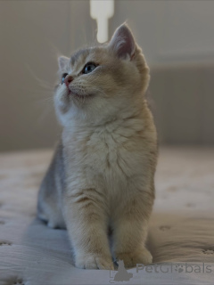 Photo №3. Gracieuse, curieuse et pleine d'amour, la douce lueur de Luna illumine chaque. La Grande-Bretagne