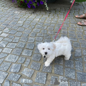 Photo №2 de l'annonce № 95239 de la vente bichon maltais - acheter à Allemagne éleveur