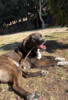 Photo №3. Chien de garde formé pour votre maison. Georgia