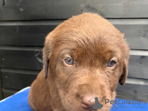 Photo №1. labradoodle - à vendre en ville de Vienna | 300€ | Annonce №76002