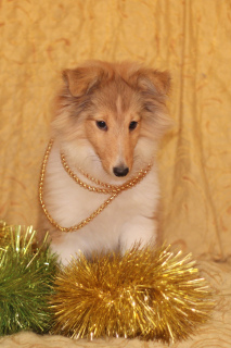 Photo №1. shetland (chien) - à vendre en ville de Ryazan | 583€ | Annonce №4885